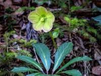 Schneerosen Blüte in Gelbfärbung